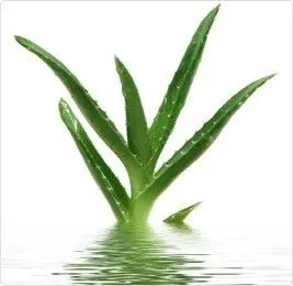 Лубрикант на водной основе Lovely Lovers Aloe Vera Lube, 150 мл